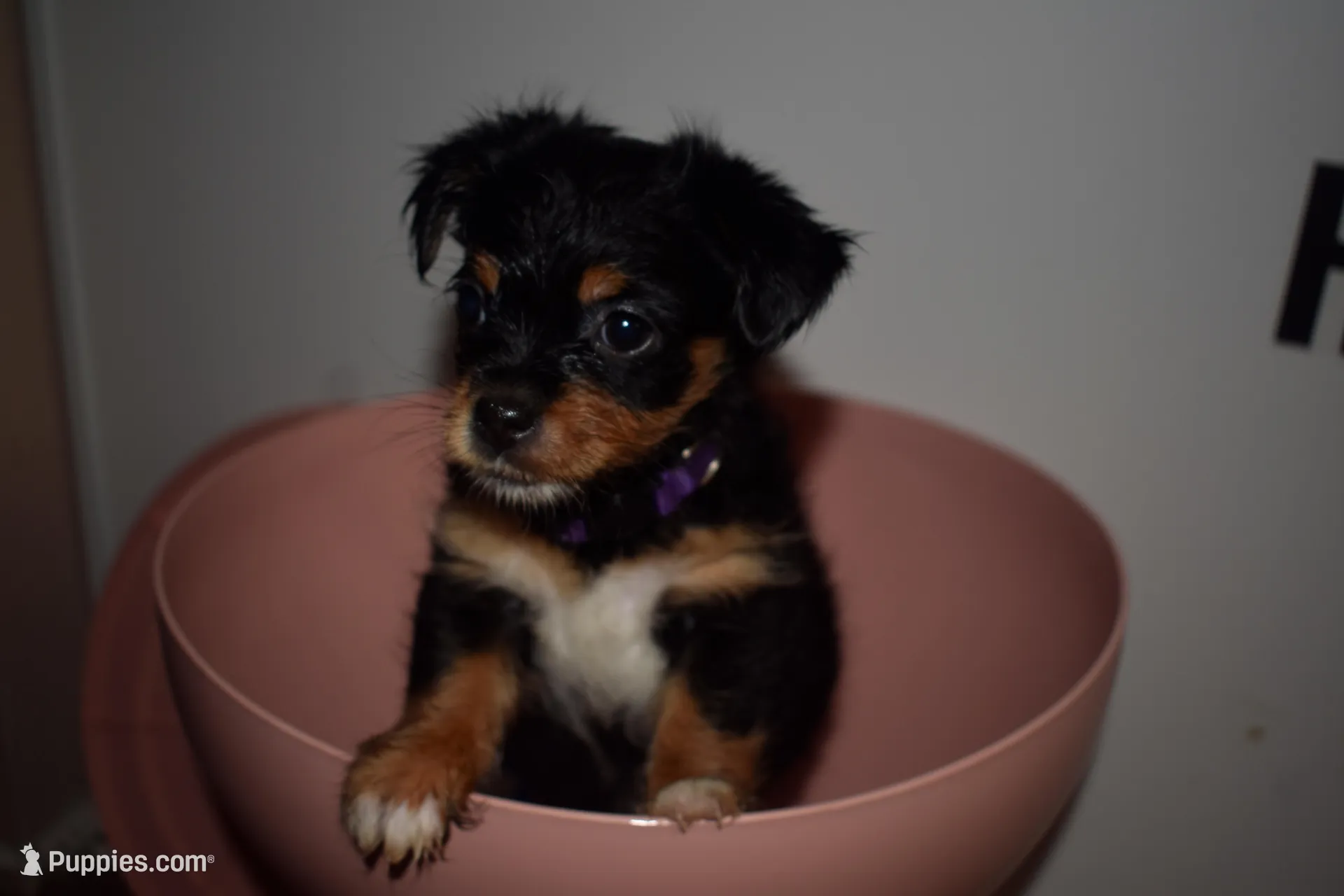PùrPurà, a female Maltipoo for sale in Elk Grove, CA – Photo 3 of 4