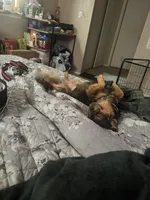 Malachi, a male Chihuahua for sale in Elk Grove, CA – Photo 2 of 4