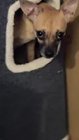 Daisy- not spayed, a female Chihuahua for sale in Sacramento, CA – 3 of 8
