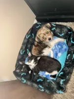 Gunner, a male Miniature Schnauzer and Shih Tzu for sale in Sacramento, CA – 2 of 3