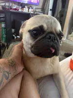 Buzz- not neutered , a male Pug for sale in Sacramento, CA – 1 of 2