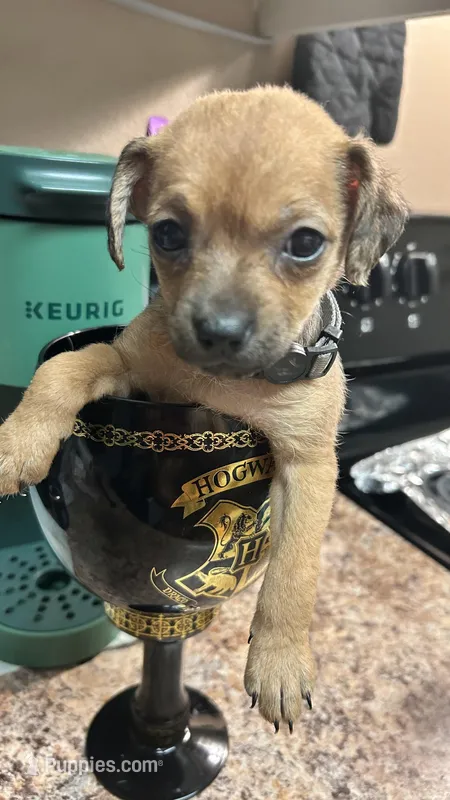 Cattaleya – Chihuahua puppy for sale in Sacramento, CA