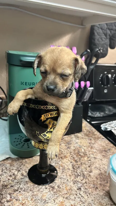 Linda  AKC- runt – Chihuahua puppy for sale in Sacramento, CA