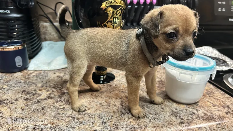 Cattaleya AKC – Chihuahua puppy for sale in Sacramento, CA