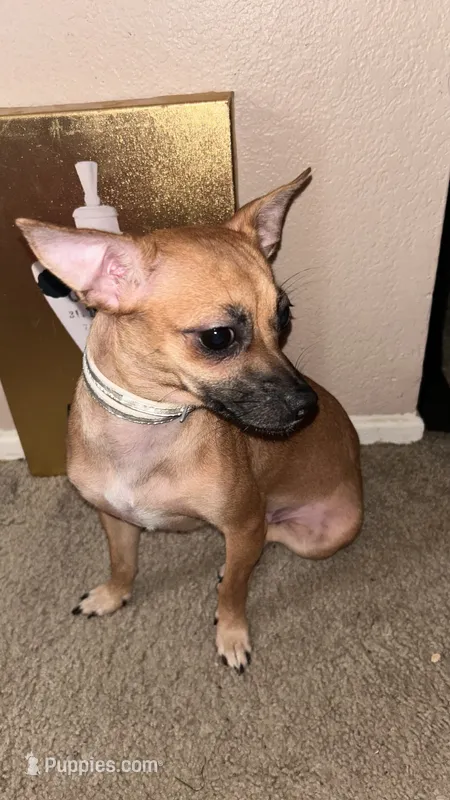 Daisy-akc registered not spayed  – Chiweenie puppy for sale in Sacramento, CA