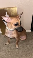 Daisy-akc registered not spayed , a female Chiweenie for sale in Sacramento, CA – 1 of 2