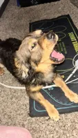 Malachi - not nurtured , a male Pomeranian for sale in Sacramento, CA – 5 of 5