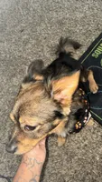Malachi - not nurtured , a male Pomeranian for sale in Sacramento, CA – 2 of 5