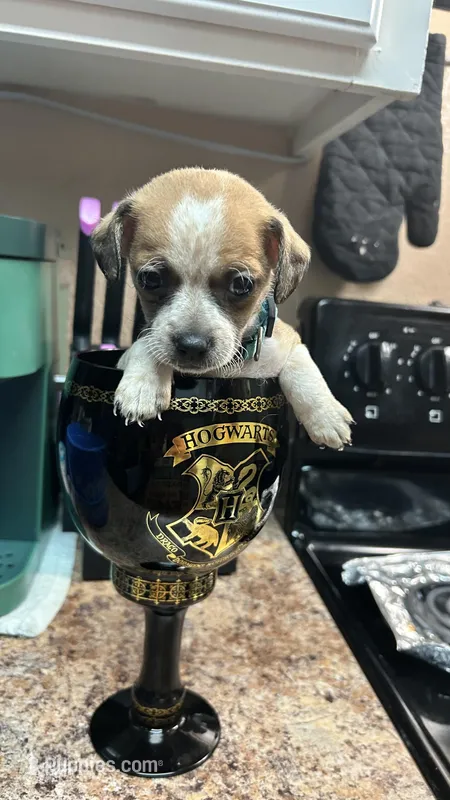 Victoria – Chihuahua puppy for sale in Sacramento, CA