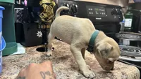 Beans, a female Chihuahua for sale in Sacramento, CA – 2 of 3