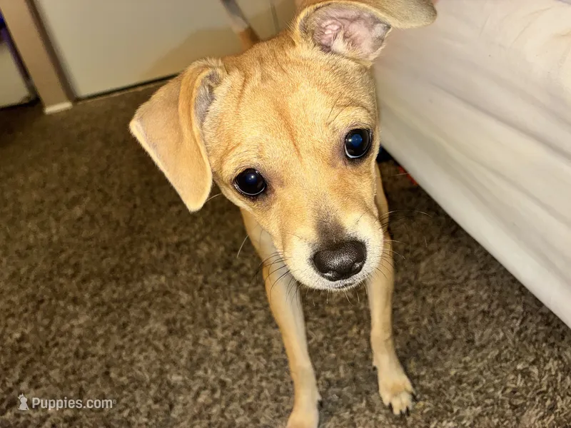Beans-Akc Pup – Chihuahua puppy for sale in Sacramento, CA