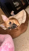Daisy- not spayed, a female Chihuahua for sale in Sacramento, CA – 4 of 8
