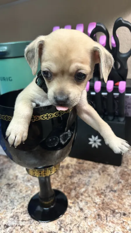 Beans – Chihuahua puppy for sale in Sacramento, CA
