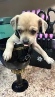 Beans, a female Chihuahua for sale in Sacramento, CA – 1 of 3