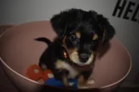 Rowdy Red, a male Maltipoo for sale in Elk Grove, CA – Photo 3 of 4