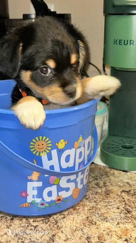 Rowdy Red – Maltipoo, Chipoo puppy for sale in Sacramento, CA