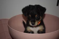 Rowdy Red, a male Maltipoo for sale in Elk Grove, CA – Photo 2 of 4