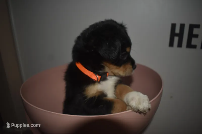 Rowdy Red – Maltipoo puppy for sale in Elk Grove, CA