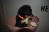 Rowdy Red, a male Maltipoo for sale in Elk Grove, CA – Photo 1 of 4