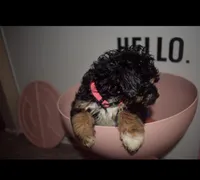 Pinky-fluffy, a female Maltipoo for sale in Elk Grove, CA – Photo 3 of 3