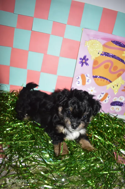 Pinky-fluffy – Maltipoo puppy for sale in Elk Grove, CA