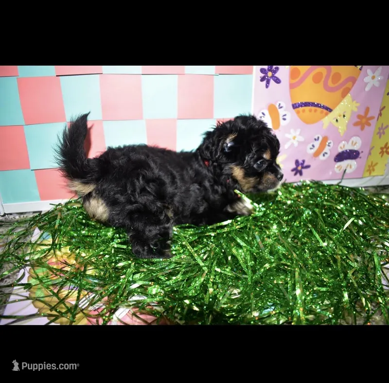 Pinky-fluffy – Poodle - Miniature  puppy for sale in Elk Grove, CA