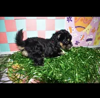 Pinky-fluffy, a female Maltipoo for sale in Elk Grove, CA – Photo 2 of 3