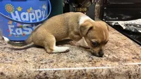 Fransisco AKC-mothers day litter, a male Chihuahua and Miniature Dachshund for sale in Sacramento, CA – 3 of 3