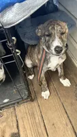 Caroline, a female Australian Cattle Dog for sale in Sacramento, CA – 2 of 4