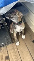 Caroline, a female Australian Cattle Dog for sale in Sacramento, CA – 3 of 4