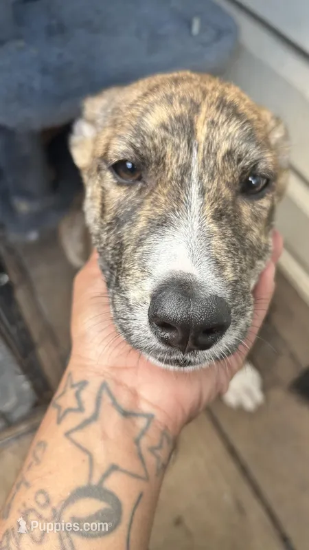 Caroline – Australian Cattle Dog puppy for sale in Sacramento, CA