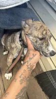 Caroline, a female Australian Cattle Dog for sale in Sacramento, CA – 4 of 4
