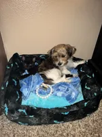Gunner, a male Miniature Schnauzer and Shih Tzu for sale in Sacramento, CA – 3 of 3