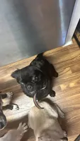 Elliot, a male Pug for sale in Sacramento, CA – 2 of 3