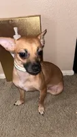 Daisy, a female Chiweenie for sale in Elk Grove, CA – Photo 1 of 3