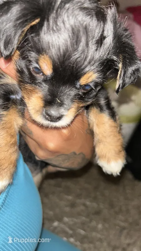 Fluffy butt – Maltipoo puppy for sale in Elk Grove, CA