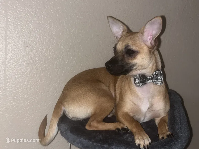 Daisy Akc registered - not spayed – Chihuahua, Chiweenie puppy on hold in Sacramento, CA