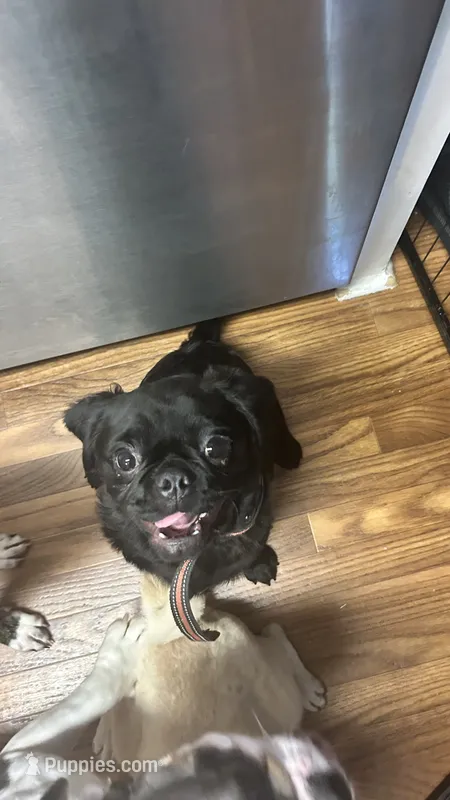 Elliot – Pug puppy for sale in Sacramento, CA