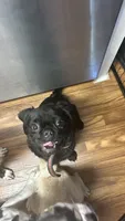 Elliot, a male Pug for sale in Sacramento, CA – 1 of 3