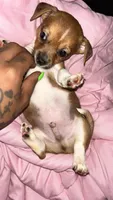 Fransisco AKC-mothers day litter, a male Chihuahua and Miniature Dachshund for sale in Sacramento, CA – 2 of 3