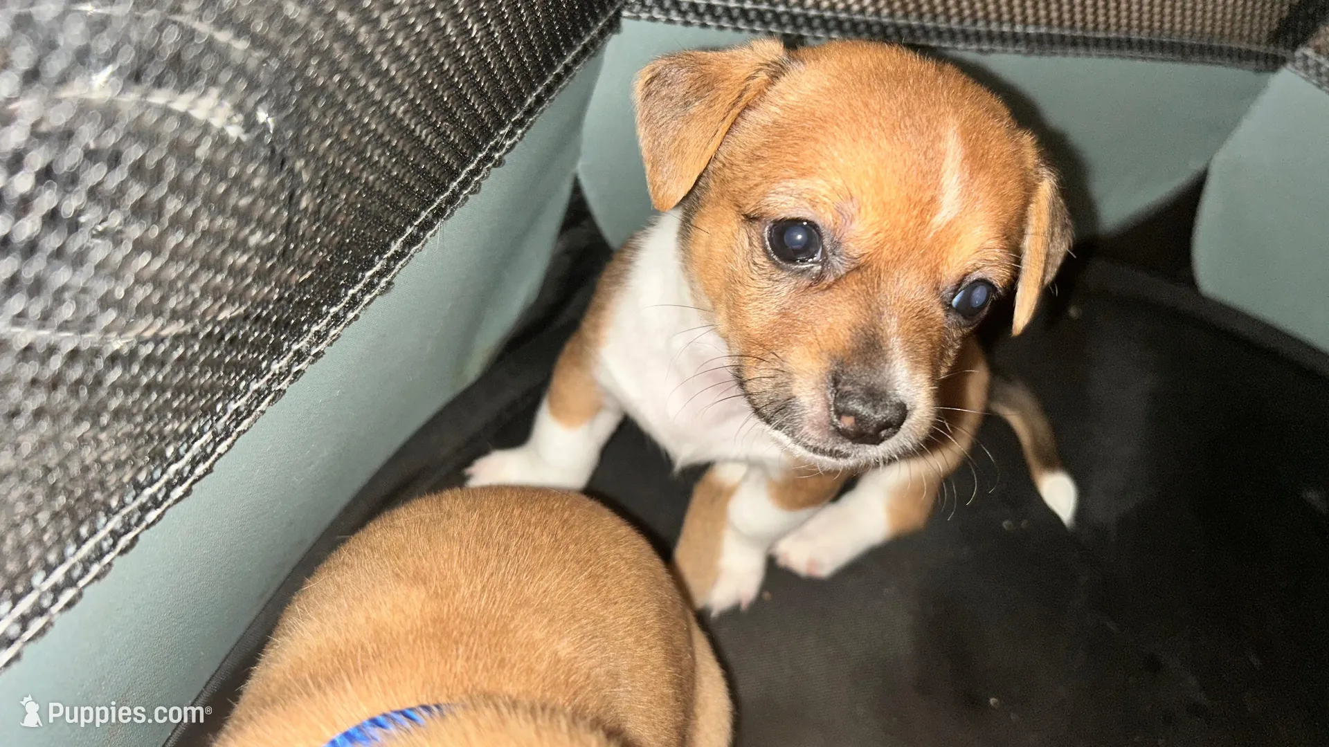 Fransisco, a male Chihuahua for sale in Sacramento, CA – Photo 1 of 4