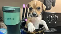 Rowdy red - Akc Teacup chihuahua/Dachshund, a male Chihuahua for sale in Sacramento, CA – 2 of 2