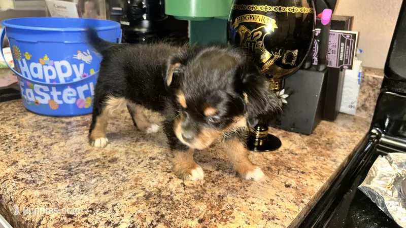 Purrps – Maltipom puppy for sale in Sacramento, CA