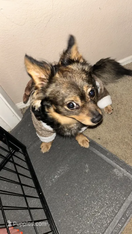 Malachi - not nurtured  – Pomeranian puppy for sale in Sacramento, CA