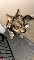 Malachi - not nurtured , a male Pomeranian for sale in Sacramento, CA – 1 of 5