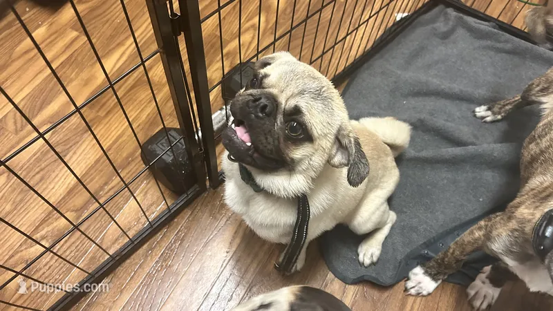 Buzz lightyear 🚀  – Pug puppy for sale in Sacramento, CA