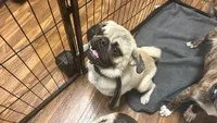 Buzz lightyear 🚀 , a male Pug for sale in Sacramento, CA – 1 of 3