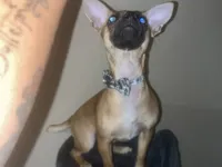 Daisy- not spayed, a female Chihuahua for sale in Sacramento, CA – 5 of 8