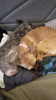 Daisy-akc registered not spayed , a female Chiweenie for sale in Sacramento, CA – 2 of 2