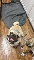 Buzz lightyear 🚀 , a male Pug for sale in Sacramento, CA – 2 of 3